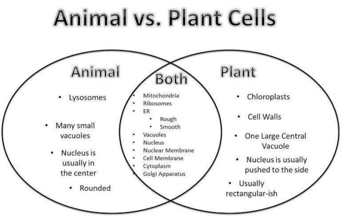 Venn diagram of animal cell and plant cell