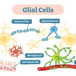 Which statement about glial cells is true