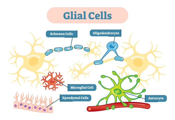 Which statement about glial cells is true