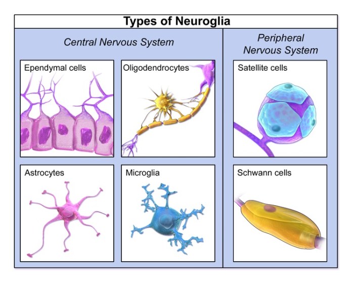 Which statement about glial cells is true