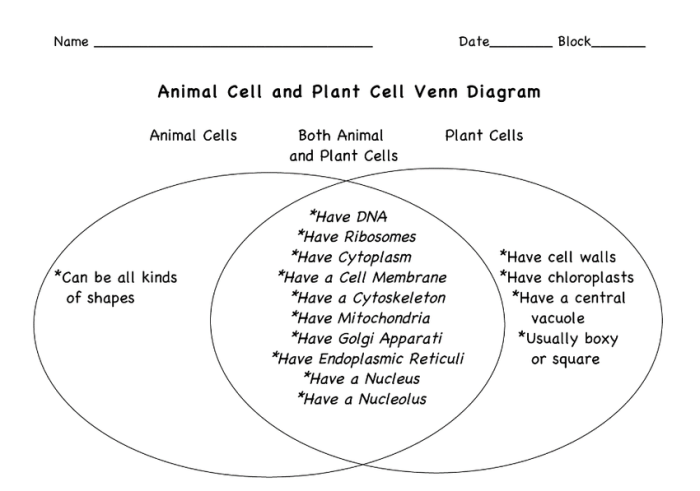 Venn diagram of animal cell and plant cell