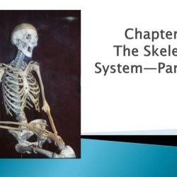 Chapter 5 the skeletal system worksheet