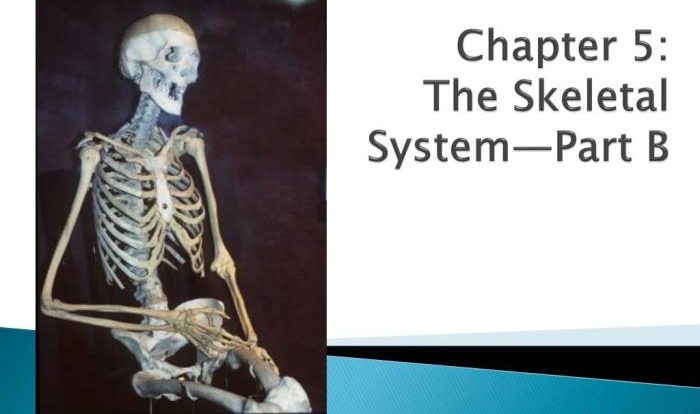 Chapter 5 the skeletal system worksheet