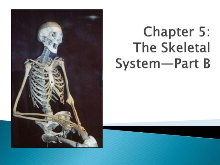 Chapter 5 the skeletal system worksheet