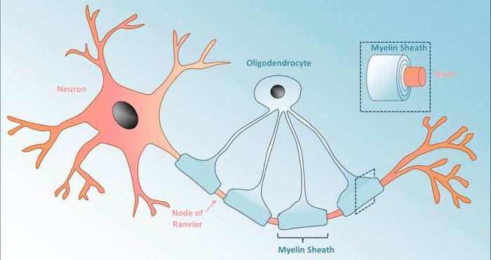 Cells glial neurons neuron oligodendrocytes types nervous system central cell multipolar glia microglia nerve around openstax biology 2e ependymal bodies