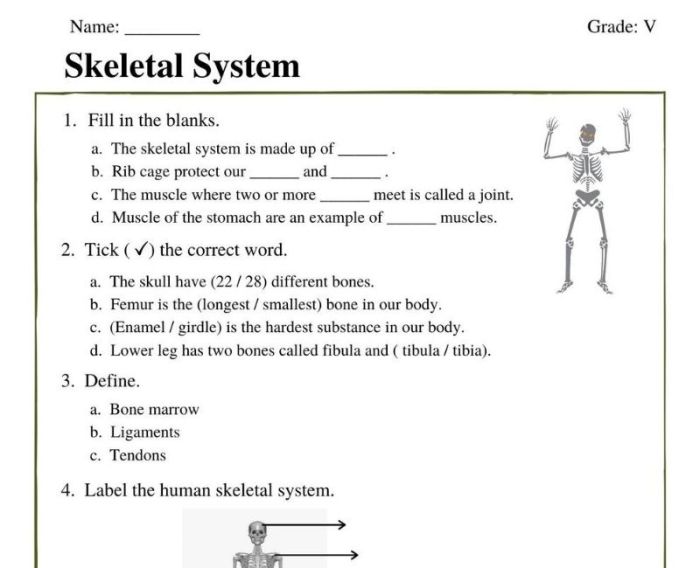 Chapter 5 the skeletal system worksheet