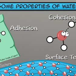 Properties of water amoeba sisters