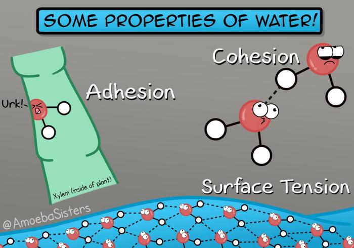 Properties of water amoeba sisters