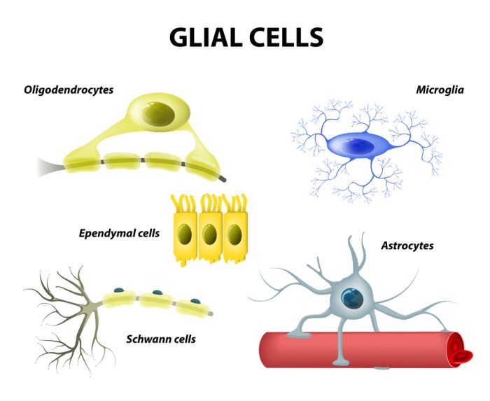 Cells neuron glial brain communication nih between system nervous neurons cell nerve regeneration diagram procedure gov studies videos show illustration