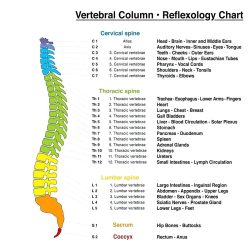 Reflexology chart