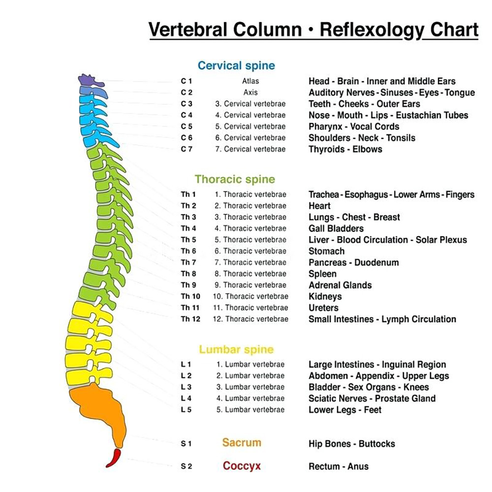 Reflexology chart