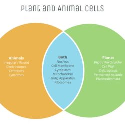 Venn diagram of animal cell and plant cell