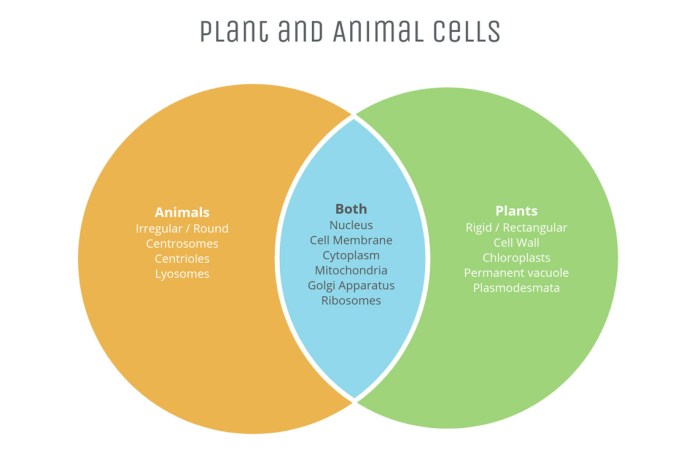 Venn diagram of animal cell and plant cell