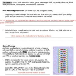 Student exploration building dna activity a answer key