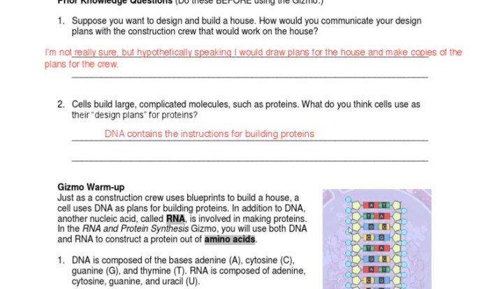 Student exploration building dna activity a answer key