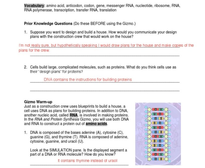 Student exploration building dna activity a answer key