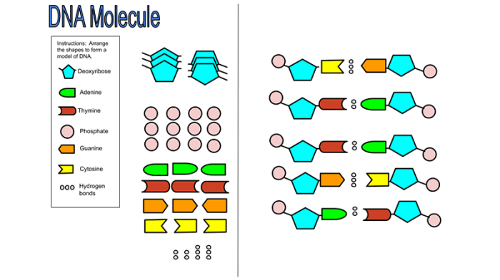 Student exploration building dna activity a answer key