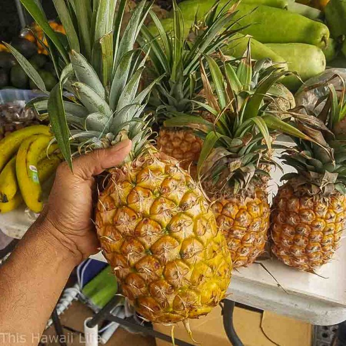 Pink pineapple pineapples where