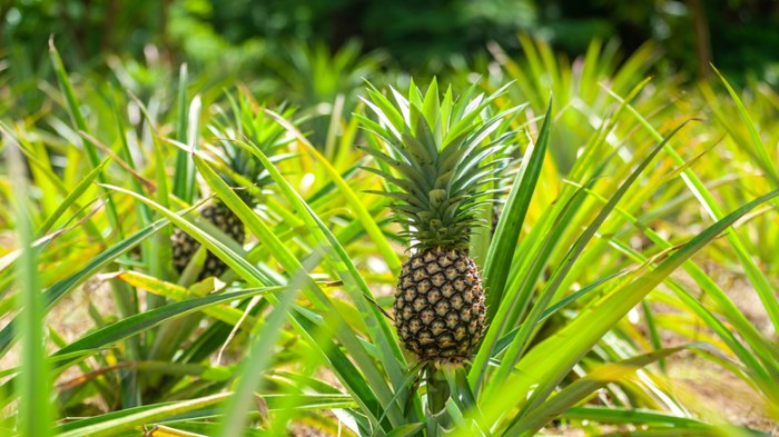 Jack wants to find out which can of pineapples